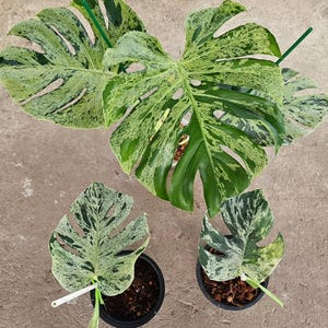 極上 モンステラ エレクトロライト B 極上 モンステラ エレクトロ