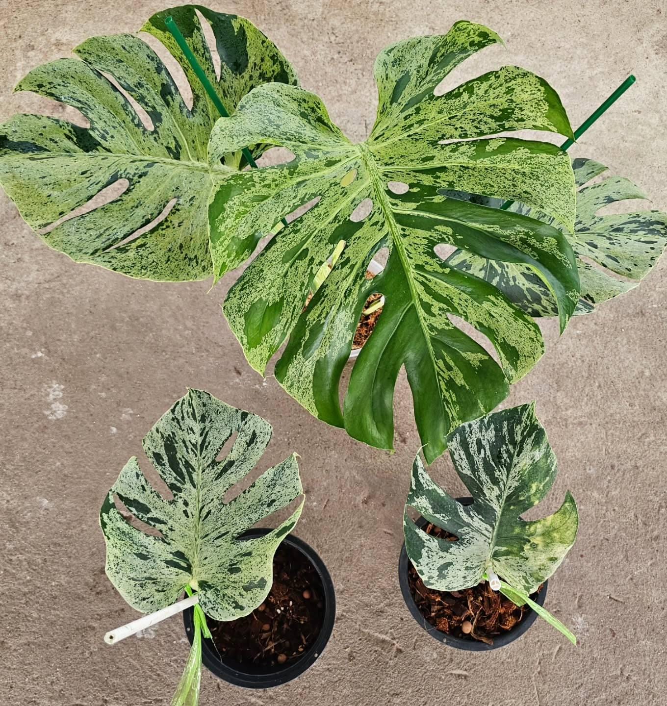 Monstera electro light - Etsy 日本