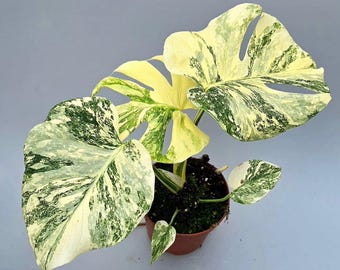 モンステラ ホワイトスノー 特選株 葉が肉厚でミント風の斑もあり(5枚目) モンステラ ホワイトスノー 特選株 葉が肉厚でミント風の斑もあり(