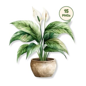 Könnte beinhalten: Aquarell-Illustration einer Friedenslilie in einem braunen Topf. Die Pflanze hat große, grüne Blätter und weiße Blüten. Ein grüner Kreis mit dem Text "15 PNGs" befindet sich in der oberen rechten Ecke.