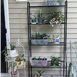 May include: A black metal plant stand with multiple shelves displays various potted plants. The plants are in different sizes and colors, including green, yellow, and red. A white decorative plant stand is on the left.