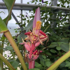Musa velutina (Pink Banana) - 10 seeds