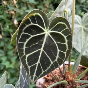 アンスリウム クラリネヴィウム (het fluwelen hartblad) - 1 GEONTSPIGELD zaadje