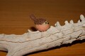Felted bird, felted robin, super tiny, robin miniature, natural toy, soft sculpture, bird miniature product logo
