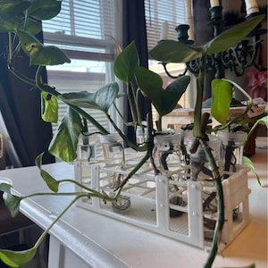 Puede incluir: Un soporte de tubos de ensayo de plástico blanco que contiene varios frascos de vidrio pequeños con esquejes de plantas. Los esquejes tienen hojas verdes y amarillas y están en agua. El soporte está sobre una superficie blanca cerca de una ventana.