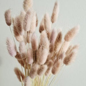 Peut inclure: Un bouquet d'herbe de queue de lapin séchée dans des tons beige et rose clair. Les têtes de fleurs duveteuses et cylindriques sont regroupées, avec de fines tiges de couleur claire. Le fond est d'une couleur neutre et douce.