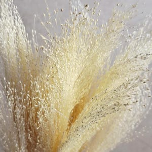 Bleached Panicum Stems | White Panicum Grass | Florist Supply | Dried Flower Stems | DIY Floral Craft
