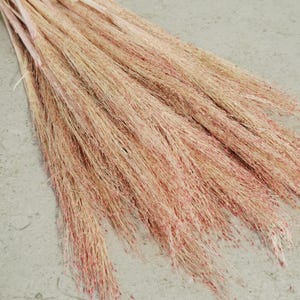 May include: A collection of dried ornamental grass, displaying a pale beige hue with subtle pink tips. The grass has a delicate, feathery texture, suitable for decorative purposes. Perfect for floral arrangements or home decor.