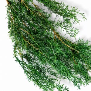Può includere: Un grappolo di rami sempreverdi freschi caratterizzati da un fogliame denso e aghiforme in una vibrante tonalità verde scuro. I fusti sono legnosi e marroni, ramificati in molteplici ramoscelli delicati e piumosi dall'aspetto naturale.