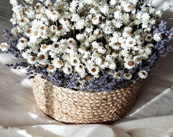 Mand met witte gedroogde bloemen, arrangement van gestabiliseerde ammobium en lavendel, Scandinavische botanische decoratie, minimalistisch bloemstuk als tafeldecoratie