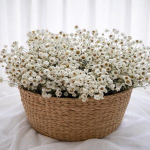 Ammobium stabilizzato bianco | Fiori secchi naturali per decorazioni per la casa e fioristica