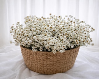 Ammobium stabilizzato bianco | Fiori secchi naturali per decorazioni per la casa e fioristica