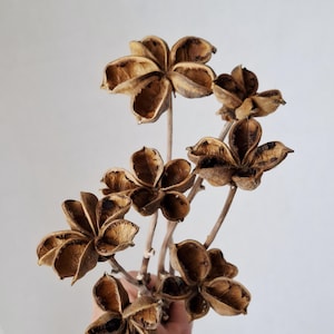 Puede incluir: Un ramo de vainas secas, marrones, que parecen flores, sobre un fondo blanco. Las vainas tienen forma de estrella con segmentos abiertos, revelando el interior. Los tallos son finos y marrones, creando una estética natural y terrosa.