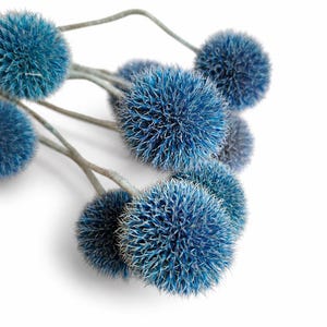 Steli di cardo blu essiccato (Echinops globosa), 10 pezzi