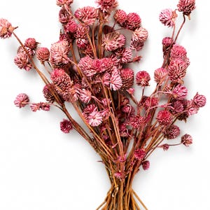 Könnte beinhalten: Ein Strauß getrockneter Kugelamarant-Blüten mit zahlreichen kleinen, kugelförmigen, dunkelrosa Blütenköpfen an dünnen, holzigen, braunen Stielen. Die Blüten sind in einem Bündel angeordnet, wobei die Stiele an der Basis zusammenlaufen.