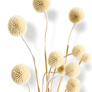Peut inclure: Un ensemble de fleurs séchées billy button présentant des têtes sphériques et texturées de couleur crème sur des tiges fines et brun clair. La composition se compose de plusieurs têtes de fleurs rondes et épineuses de tailles variées sur fond blanc.