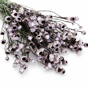 Könnte beinhalten: Ein Strauß getrockneter Blumen mit zahlreichen kleinen, blass lavendelfarbenen Blüten mit dunkelbraunen Mitten. Die Blüten sitzen an dünnen, dunkelbraunen Stielen, die von einem zentralen Punkt ausgehen und ein dichtes, strukturiertes Arrangement bilden.