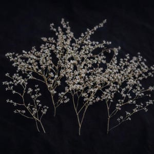 May include: Several sprigs of dried white baby's breath flowers against a dark background. The delicate, small flowers are clustered on thin, light brown stems. The image is a close-up, highlighting the texture and detail of the dried floral arrangement.