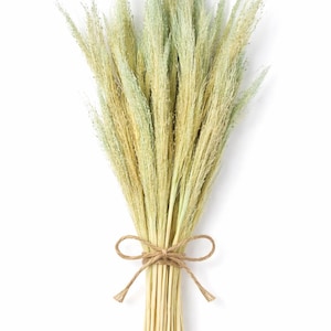 Getrocknetes Panicumgras in Mintgrün – Pastellgrüner Strauß für Brautsträuße, Boho-Wohndekoration und Blumenarrangements.