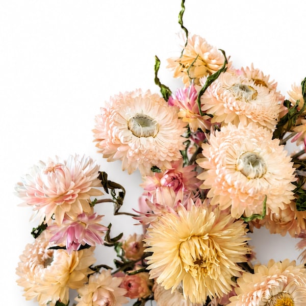 Peach Pink Dried Helichrysum Stems, Pastel Strawflowers Bouquet, Scandi Home Decor Dried Flowers Bunch, Professional Florist Supply