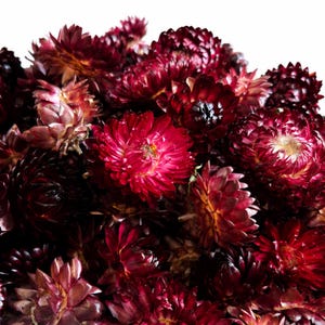 Peut inclure: Un bouquet dense de fleurs de paille séchées dans des tons profonds de bordeaux, marron et rouge foncé. Les pétales sont rigides, brillants et superposés, formant des têtes arrondies semblables à des marguerites. Un petit insecte est visible.