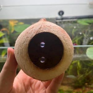 Coconut Shell Aquarium Cave with Driftwood, Natural Fish Tank Decor, Betta, Shrimp and Cichlid Hiding Spot