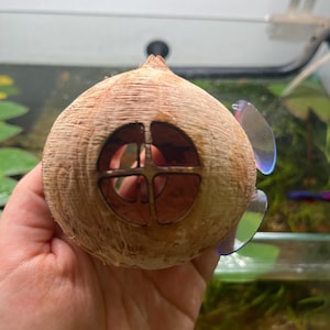 Può includere: Decorazione per acquario a forma di casa, realizzata con un guscio di noce di cocco marrone. La casa ha una finestra rotonda con una cornice a forma di croce. Due ventose trasparenti sono attaccate al lato. La noce di cocco è tenuta in mano.