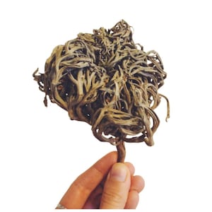 May include: A dried, brown Jericho rose, held by a hand against a white background. The plant has a dense, tangled appearance with numerous curled stems and a central, rounded form. The stem is visible, providing a point of support.