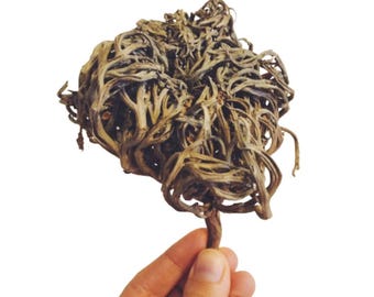 Flor de Maryam / Flores de Maryam / Kaf Maryam / Palma de María / Maryam Booti