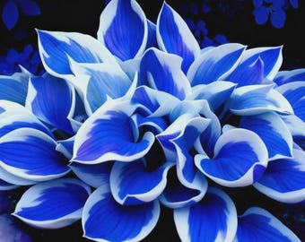 Perennial Hosta Flower Seeds – 100+ Shade Loving Outdoor Garden Foliage Plant Seeds