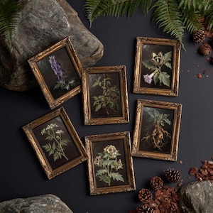 May include: Six rectangular framed prints featuring botanical illustrations of various plants, including a purple flower, a green leafy plant, a spiky seed pod, white flowers, a root vegetable, and a cluster of small flowers, all in ornate gold frames.