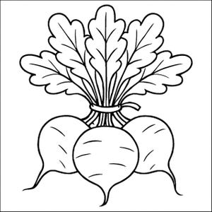 Può includere: Disegno in bianco e nero di tre ortaggi a radice rotondi, legati insieme. Sopra, si osserva un gruppo di grandi foglie. Gli ortaggi hanno code sottili.