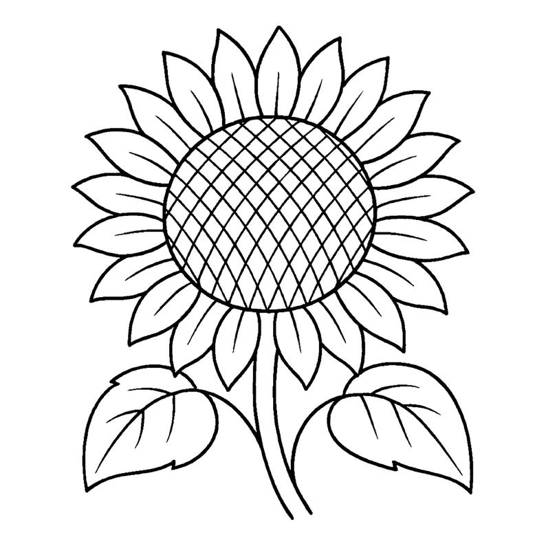 May include: Black and white line drawing of a sunflower. The sunflower has a large, detailed center with a crosshatch pattern. The petals are broad and rounded, and the stem has two large leaves.