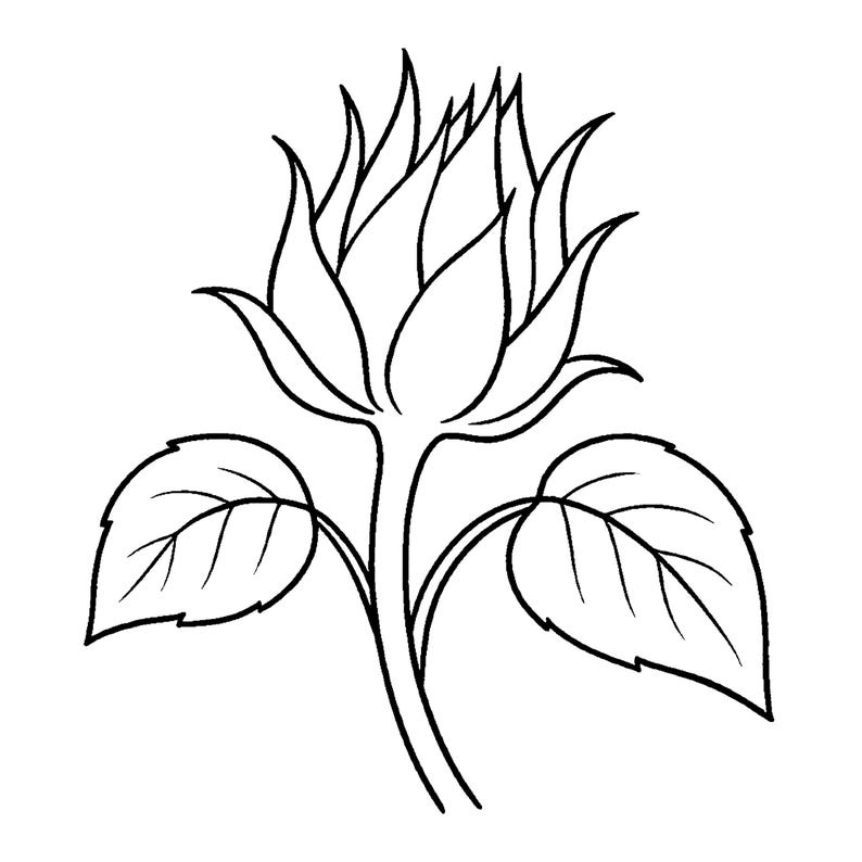 May include: Black and white line drawing of a sunflower. The flower is in the process of blooming, with several petals visible. Two large leaves are on either side of the stem.