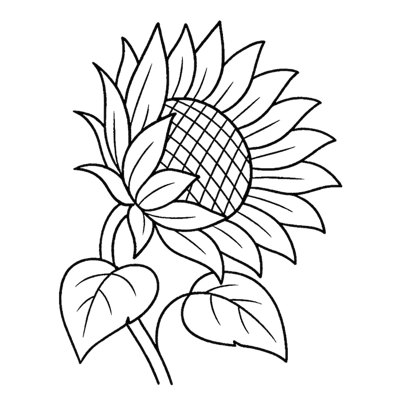 May include: Black and white line drawing of a sunflower. The sunflower has a large, detailed center with a crosshatch pattern. The petals are long and pointed, and the stem has two large leaves.