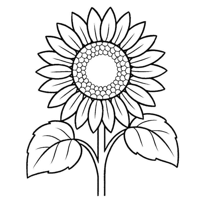 May include: Black and white line drawing of a sunflower. The sunflower has a large central disc with many small circles, surrounded by numerous petals. Two large leaves are visible at the base of the stem.