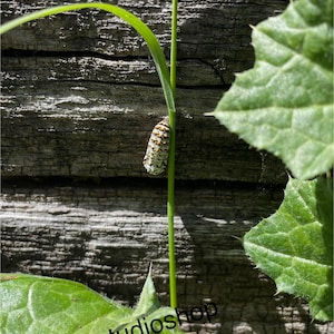 Caterpillar Photography Art Print - Signed, Nature, Butterfly, Insect, Wall Art, Botanical