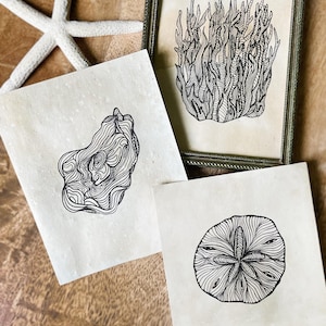 May include: A collection of three art prints on off-white paper featuring black ink line drawings of a sea urchin, a sand dollar, and a cluster of seaweed. One print is housed in a metallic frame, while a white starfish rests nearby.