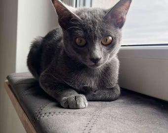 Custom Velvet Windowsill Cat Bed, Handmade Cat Perch, Made to Order Cat Window Seat, windowsill bed, window sill