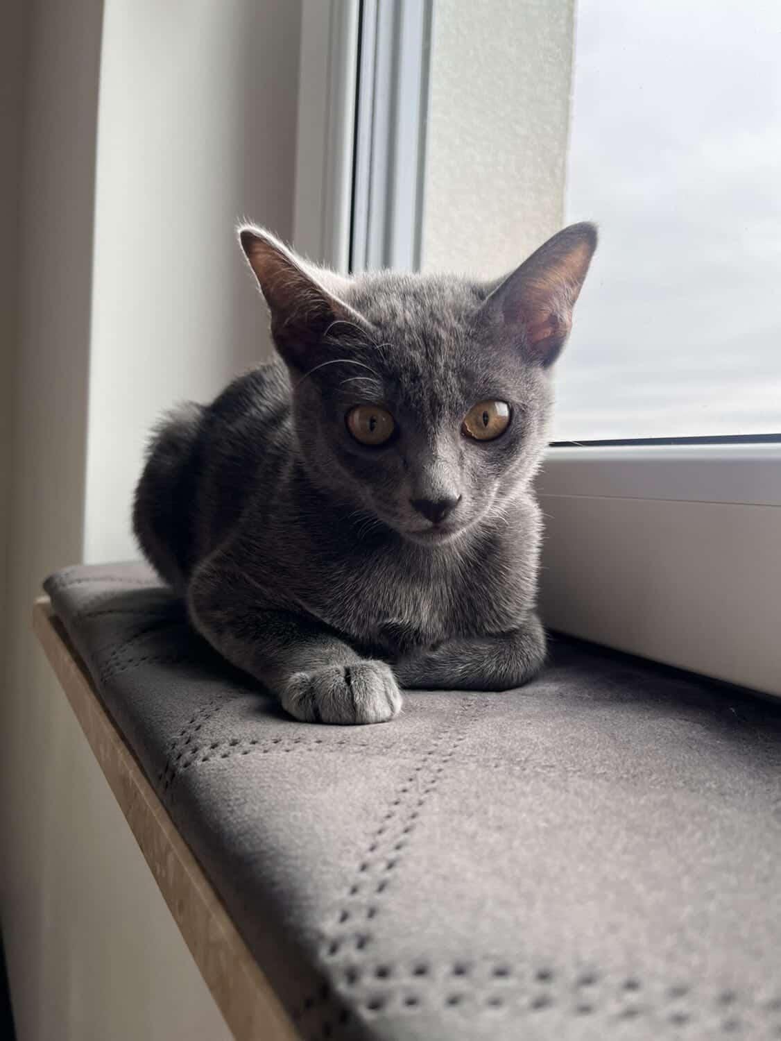 Custom Velvet Windowsill Cat Bed, Handmade Cat Perch, Made to Order Cat Window Seat, windowsill bed, window sill