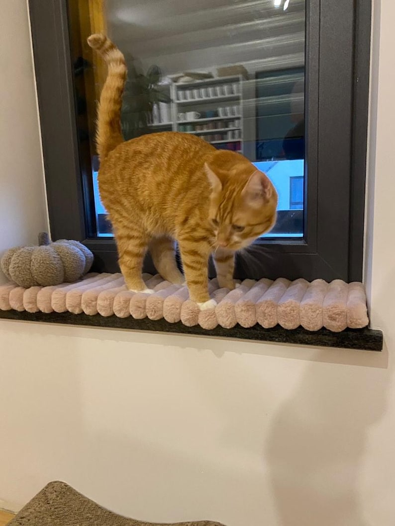 May include: An orange tabby cat stands on a plush, light pink cat window perch. The cat is looking down, with its tail curved upwards. A small, gray pumpkin-shaped cat bed is visible on the left.