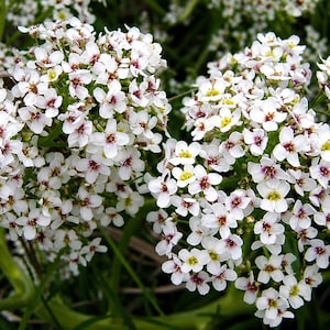 Zaden van Crambe tataria om te planten | Verse zaden | Zeldzame zaden