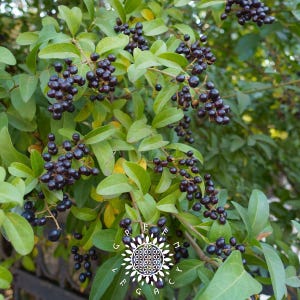 Puede incluir: Primer plano de una planta con racimos de bayas de color púrpura oscuro y hojas verdes. Las bayas son pequeñas y redondas, contrastando con el follaje verde brillante. La imagen está bien iluminada, resaltando los colores y texturas naturales de la planta.