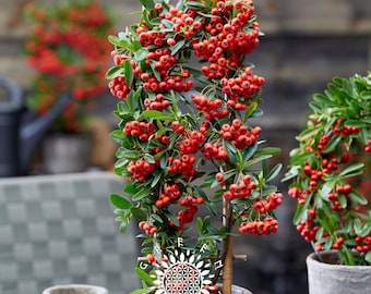Ognik szkarłatny / Ognik czerwony 15 - 30 szt. (Pyracantha coccinea) / Świeże nasiona | Rzadkie nasiona