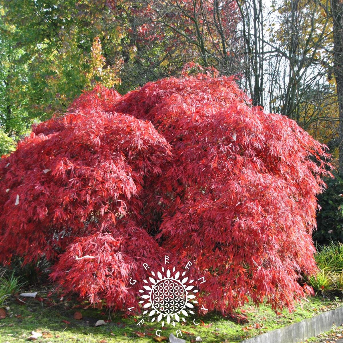 Laceleaf japanese maple seeds - Etsy 日本