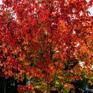 Peut inclure: Un grand arbre à feuilles caduques avec une canopée dense de feuillage automnal vibrant dans des tons de rouge vif, orange et jaune. L'arbre présente un tronc central et de nombreuses branches couvertes de feuilles, avec un petit logo circulaire à la base.