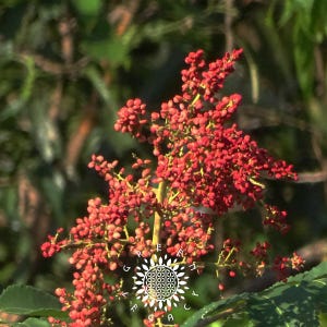 Puede incluir: Primer plano de una planta con racimos de pequeñas bayas rojas. Las bayas están densamente agrupadas en tallos delgados de color verde amarillento. El fondo es una mezcla borrosa de follaje verde, lo que sugiere un entorno natural al aire libre.