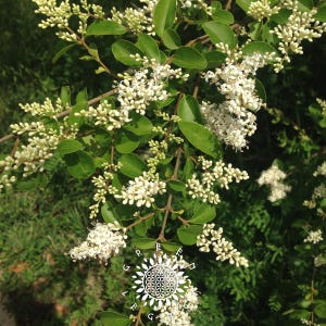 Puede incluir: Primer plano de una planta floreciente con pequeñas flores blancas y hojas verdes. La imagen muestra ramas con racimos de diminutas flores blancas y follaje verde vibrante, sobre un fondo verde borroso.