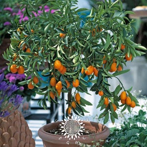 Citrus japonica 5 Stück (Fortunella margarita kumquat) / Frische Samen | Seltene Samen