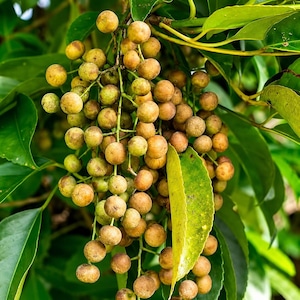 Peut inclure: Une grappe dense de petites baies rondes et brun clair suspendues à de fines tiges vertes. Le fruit est entouré de feuilles lisses, pointues et d'un vert éclatant qui contrastent avec les tons terreux des baies en cours de maturation.